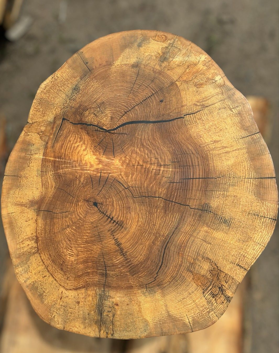 Solid oak disc 82x66x9.5cm